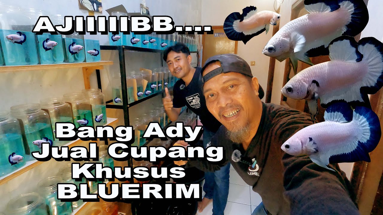 JUAL CUPANG KHUSUS BLUERIM  - BANG ADI @pangeran_bluerim