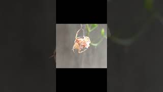 Spider Fight: Rainy Season Ep 1 short fight!