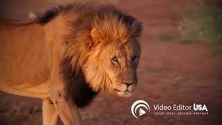 Explore the Wild: Professional Nature & Wildlife Video Editing | Video Editor USA screenshot 5