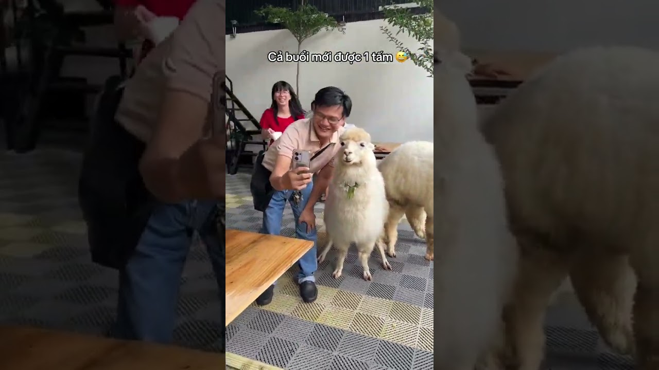 Mật Pet Coffee: lạc đà alpaca đi từ trước mặt khách siêu lầy lội