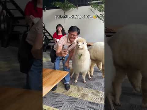 Mật Pet Coffee: lạc đà alpaca đi từ trước mặt khách siêu lầy lội