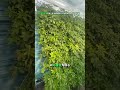 MiniJungle Living Wall System - Install in Hours, Last for Years