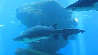 Mallorca Zoo Hai - Shark feeding