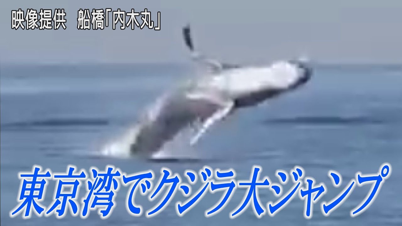 東京湾でクジラが大ジャンプ Youtube