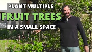How to Plant Multiple Fruit Trees in a Small Space  High Density Back Yard Orchard Culture