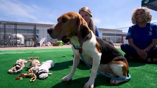 Meet Fin, the last beagle! (4,000 beagles)