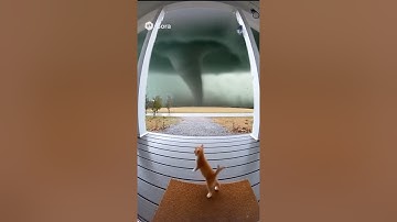 The kitten was taken by a tornado #kitten #tornado #sora