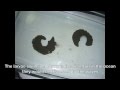 view Moon Snail (sp. Natica) Egg Case Part 2: Hatching and Larvae digital asset number 1