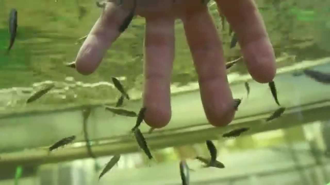 Knabberfisch Haltung & Zucht (Kangalfische / Garra Rufa)