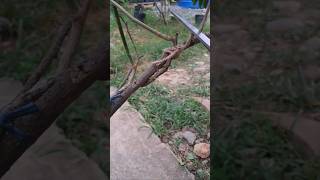 Pruning, braiding and repotting bougainvillea