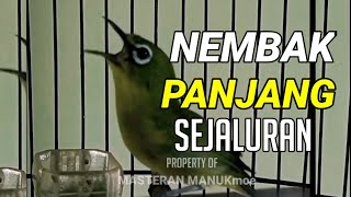 pleci nembak wit wit sejalur panjang buat masteran pleci bahan agar nembak materi wit wit sejalur