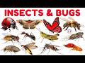 30 Insects & Bugs names in English for Kids 🐞 | STEM Early Learning | Fun Facts for Preschoolers
