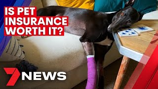 Pet Insurance: Is it worth the money? | 7NEWS