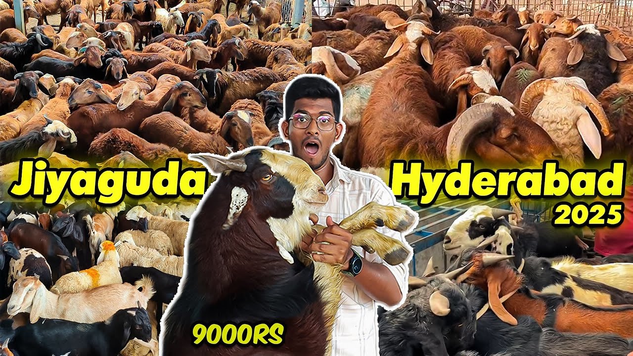 JIYAGUDA GOAT MARKET HYDERABAD || 2025 || I WORKED AS A LABOUR IN BAKRA MANDI