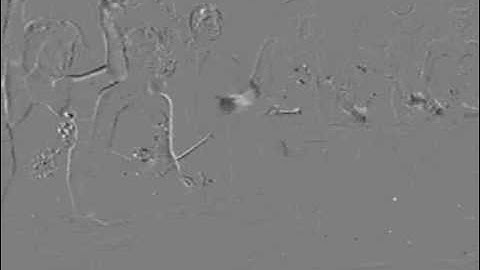 Demonstrating visual differences with ffmpeg