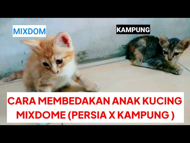 Perbedaan Kucing Mixdom (persia) Dan Kucing Kampung class=