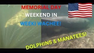 Dolphin and manatee swim up to the boat weeki wachee river #Dolphin #manatee #marine  #animals #2024