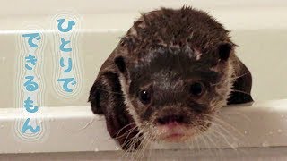 カワウソ コタロー　自分で体拭き！シュールな指しゃぶり体拭きも覚えた　Otter Kotaro is drying himself and finger sucking