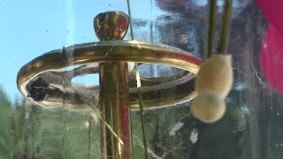 Black Widow Egg Sack Removal and Elimination