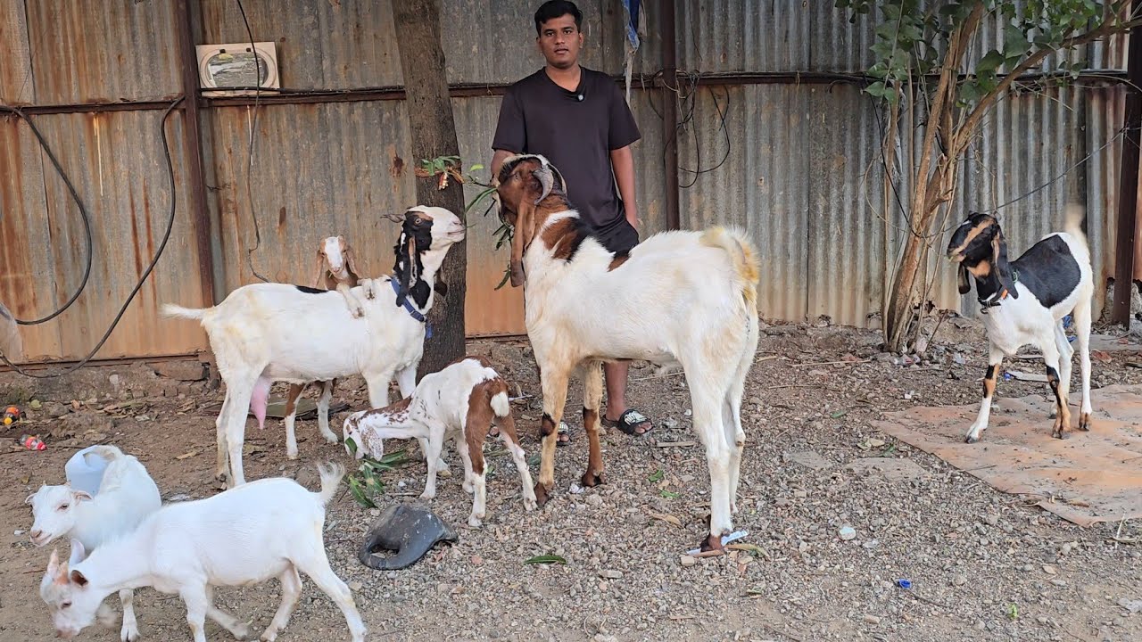 Mera Shouk Khatam🔥 Dhamaka Chanas😱 Rate Dunga Looto🤯 Aur Shouk Karo || Subodh Bhai Colaba Mumbai ||