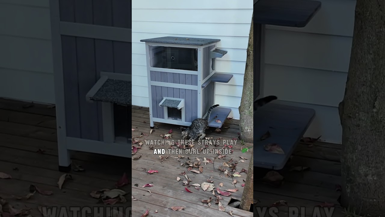 Every cat deserves a warm, comfortable shelter outside.