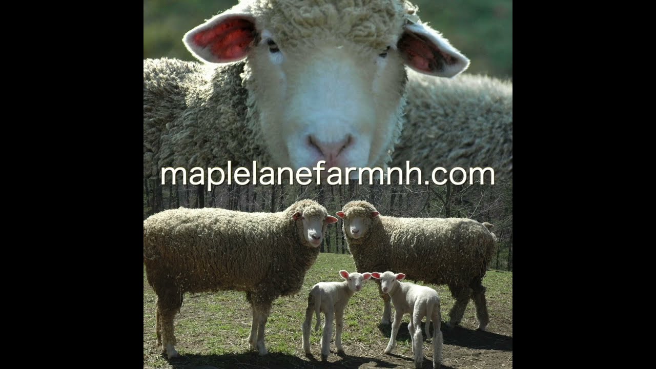 Welcome to Maple Lane Farm NH!