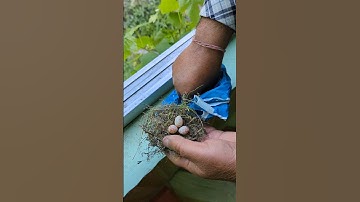 We made a nest for house sparrow
