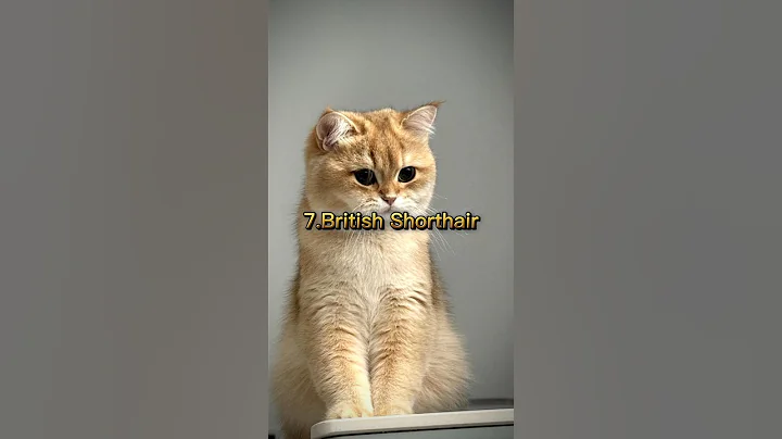 Video 11882261: maine coon persian, beautiful cat