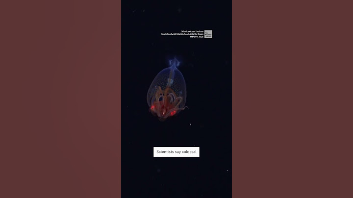 First-Ever Footage Of A Baby Colossal Squid