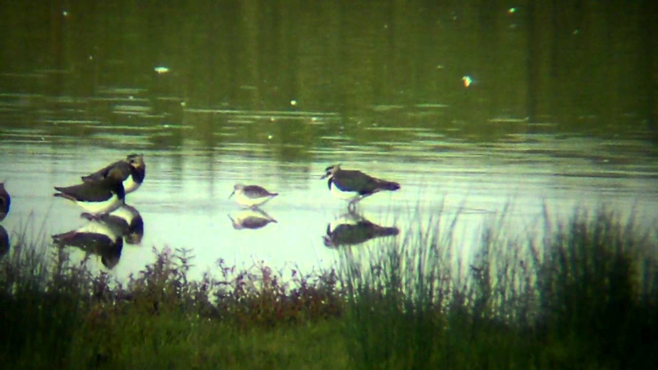 photography en español Curlew Sandpiper 26/10/11