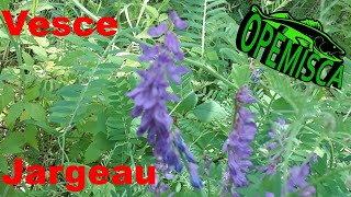 La Vesce Jargeau - Plante Comestible