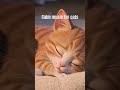 Calm music for cats #calmmusicforcats #studywithmeandmycat #catrelaxation #catentertainment