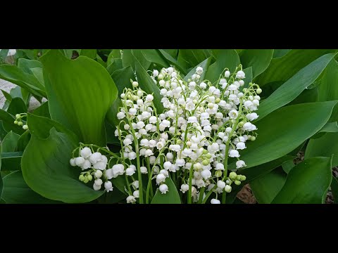 วีดีโอ: ดอกลิลลี่แห่งหุบเขา - วิธีแบ่งต้นลิลลี่แห่งหุบเขา