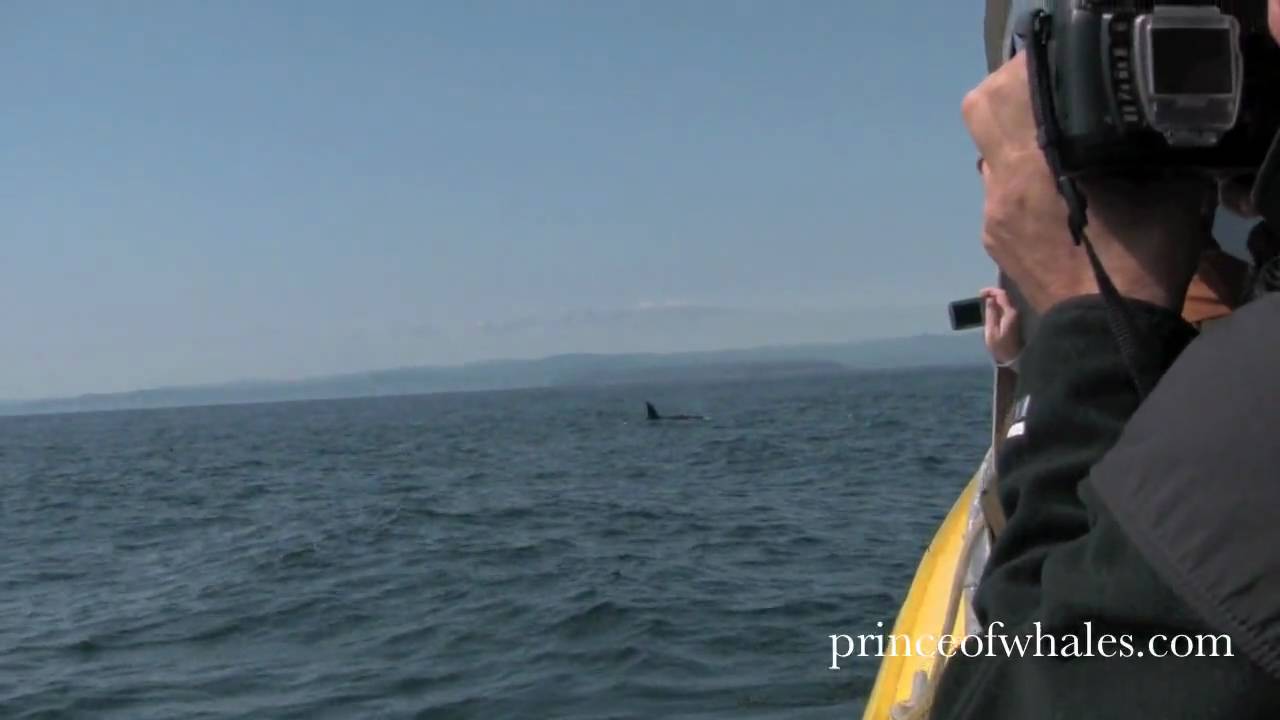 camera iphone 8 plus apk Vancouver Crossing watching Orcas