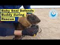 Baby Seal DEFENDS his buddy from rescuers
