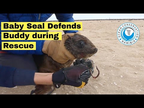 Video: Isang baby seal. Maliit na selyo. Belek - selyo ng sanggol