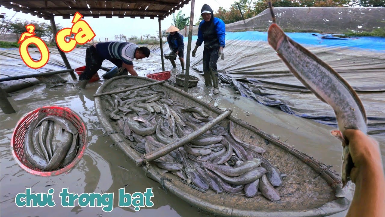 Máy Ao Bắt Cá Tưởng Không Có Gì Ai Ngờ Cả Ổ Rúc Trong Bạt Toàn Cá To / Quế Nghịch