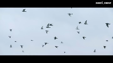 BTS (방탄소년단) 