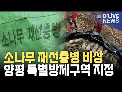 양평군, <strong>경기도</strong> 첫 '소나무재선충병 특별방제구역'으로 지정