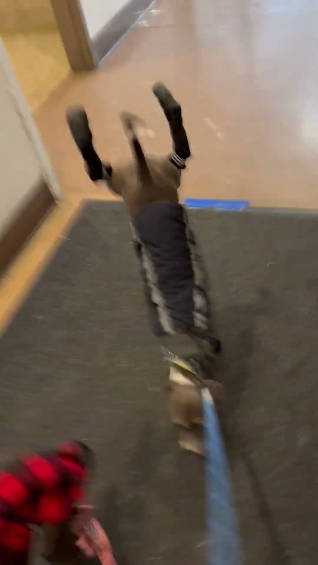 Italian Greyhound Does a Walking Handstand || ViralHog