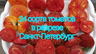 видео: Томаты. 24 сорта в разрезе. Самые урожайные и вкусные. картинка: Томаты. 24 сорта в разрезе. Самые урожайные и вкусные.