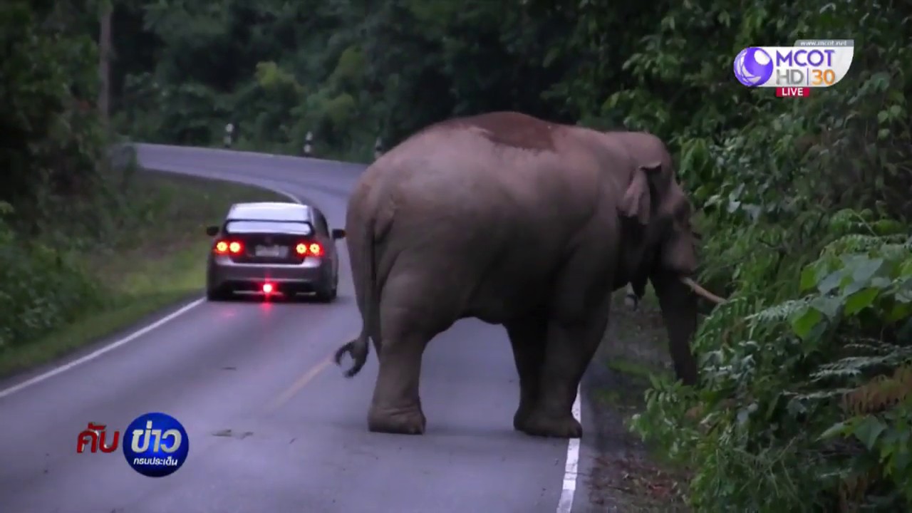 เปิดวีรกรรม “5 ช้างป่า” คุมเขาใหญ่