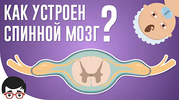 Как устроен спинной мозг?