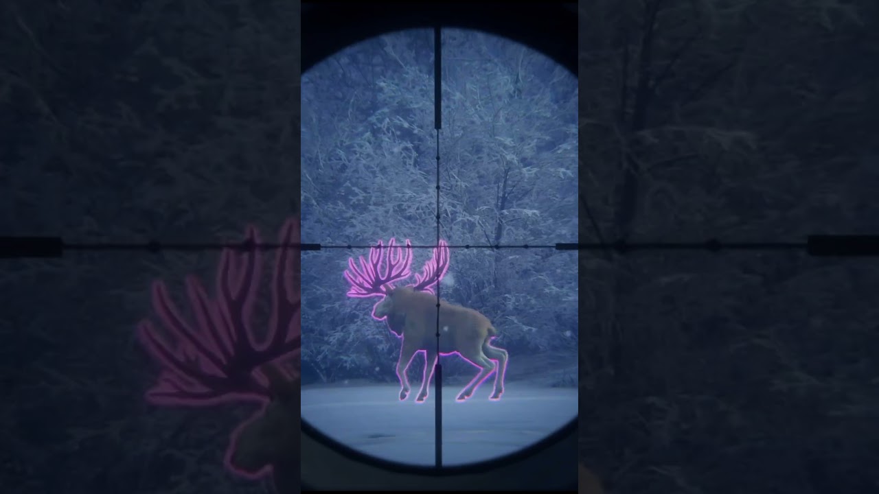 Fabled Spruce Moose! 