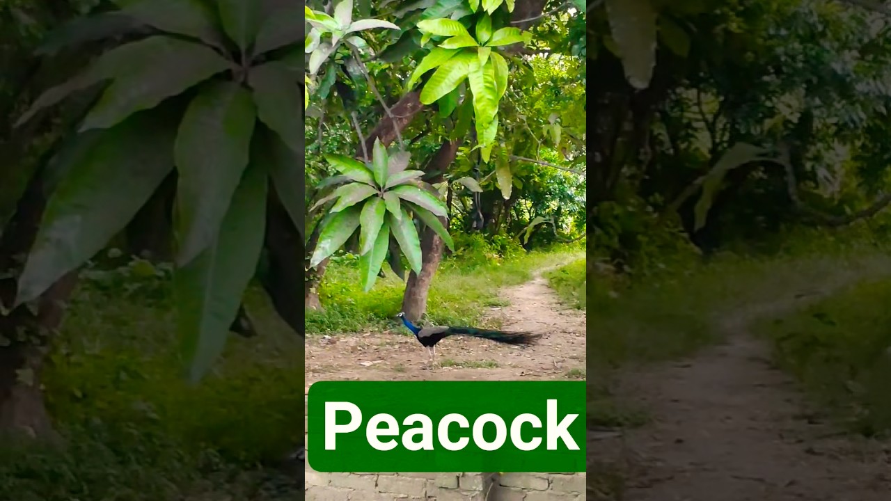 #nationalbirdofIndia