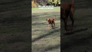 She’s a happy dog  #shorts #fyp #shortsfeed #doglover #puppyvideos #vizsla