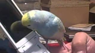 Teki Talks On The Phone