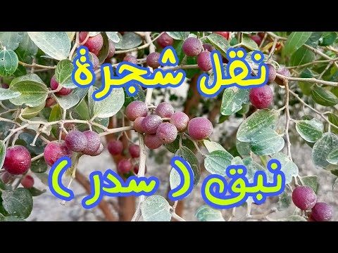 نقل شجرة نبق ( سدر ) - YouTube