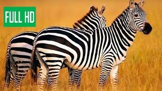 Дикая Калахари (Документальные фильмы National Geographic HD) борьба диких животных Дикая Калахари (Документальные фильмы National Geographic HD) борьба диких животных