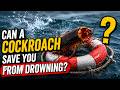 Can a Cockroach Save Yourself From Drowning?